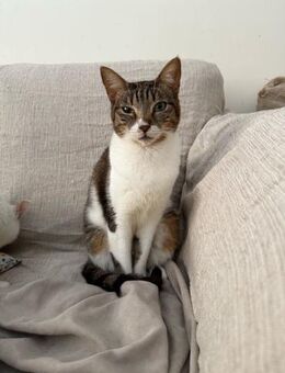 Grizi aus dem Tierschutz - Grevenbroich