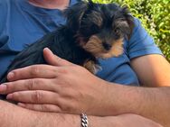Yorkshire Terrier dürfen ausziehen - Bleicherode