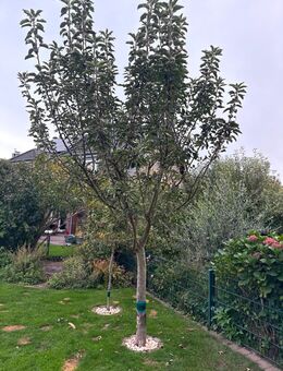 Apfelbaum zu verkaufen! - Rheinberg