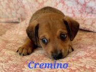 Cremino sucht ein zu Hause - Oberhausen (Rheinland-Pfalz)
