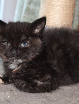 Drollige Maine-Coon-BKH Mischlingskitten suchen bald neuen Wirkungskreis! - Werdau