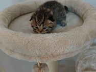 BKH Kitten - Herten Zentrum