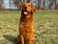 Golden Retriever Deckrüde - Fehrbellin
