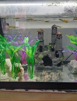 Aquarium 60L abzugeben - Cuxhaven