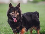Stella - liebt uns Menschen sehr - Lohmar