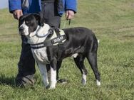 Mozes-SI Spezieller Hund sucht speziell - Neustadt (Rübenberge)