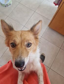 Foxi - die kleine Fuchsdame sucht ihr Glück - Frankfurt (Main) Niederrad