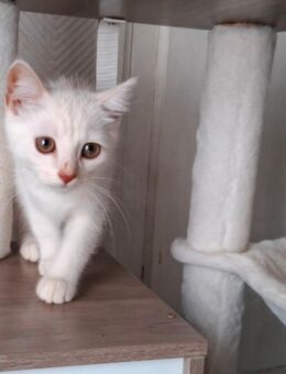 Kitten, Britisch Langhaar und Schildpatt Mix - Allstedt