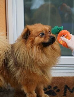 Balu-lebhafter Spitz mit Kuschelgarantie - Chemnitz