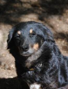 Gertrude sucht liebevolles Zuhause - Berlin