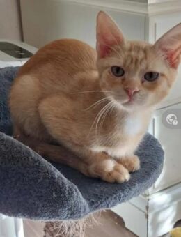 Olly Schmusekater sucht Familie - Unterföhring