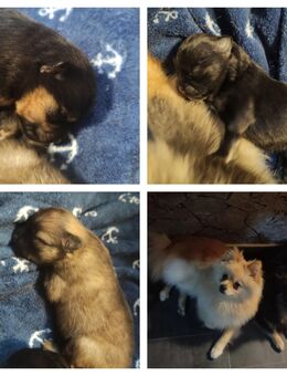 Pomeranian Welpen mit Zubehör - Burscheid