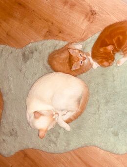 Zwei kleine kitten Jungs suchen ein neues Zuhause 🏠 - Samtens
