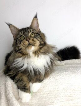 Maine Coon Deckkater reinrassig Black Tabby - Hahn