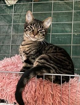 Yuri aus dem Tierschutz Kreta - Grevenbroich