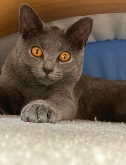 Reinrassige Kartäuser / Chartreux Kitten (5 Monate) - Sparneck