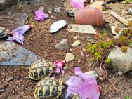 Nachzuchten griechische Landschildkröten - Schönebeck (Elbe)