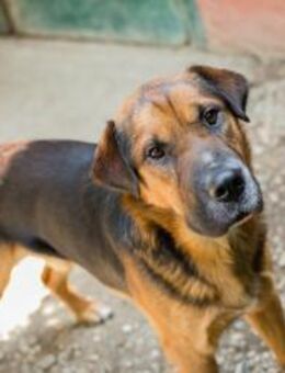 BUDDY - freundlicher ruhiger Charakter - Overath