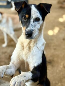 Spotty, ein lieber Junge - Bochum