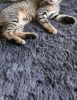Baby Katze suche neue Hause - Wallerfangen