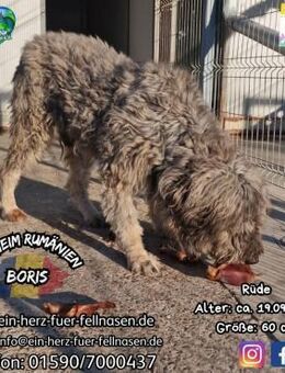 BORIS-soll endlich Liebe kennenlernen - Waakirchen