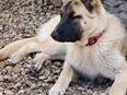 Schäferhund Akita Harzer Fuchs Mischlingswelpen in 99718