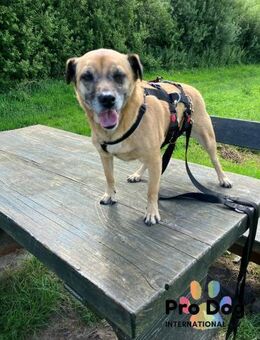 BELLA sucht ihr Glückskörbchen - Sulzfeld (Baden-Württemberg)