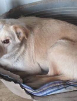 Elfie, die enrzückende Blondine 🐾 - Elsdorf (Nordrhein-Westfalen)