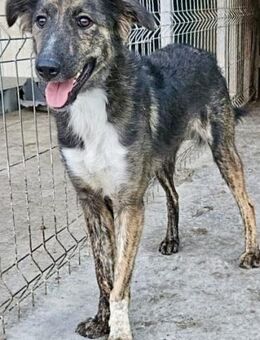 RONJA sucht ein ruhiges Zuhause - Weilheim (Oberbayern)