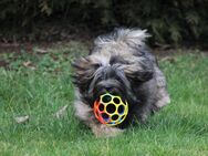 Tolle Lhasa Apso Hündin 1 Jahr jung sucht ihre Familie - Hungen