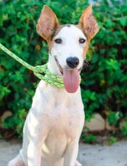 Petunia sucht Menschen mit Geduld - Laatzen