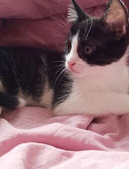 Siam- Mix Kitten, männlich, 12, lieb, verspielt, abgabebereit - Neckartailfingen