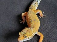 6 kleine Leopardgecko Babys (Weibchen) suchen noch ein neues Zuhause - Berlin