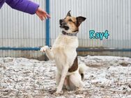 Ray4 ein Traum von Hund 08/21 RU - Ruppertsecken
