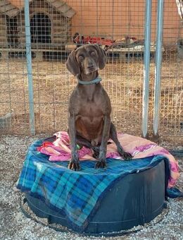 Anton sucht seine Menschen - Fronreute