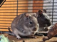 Degu Weibchen - Sonnenbühl