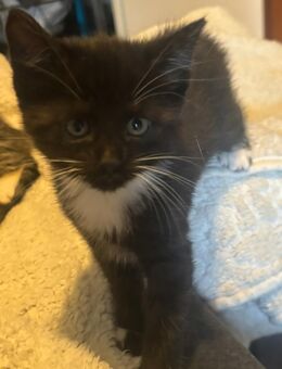 Katzenbaby's Mixkitten Babykatzen kitten - Monheim (Rhein)