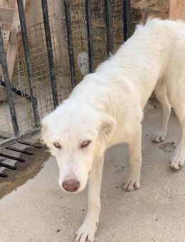 Snuffie sucht seine Menschen - Untergriesbach