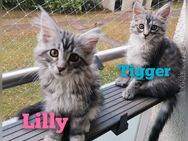 2 x Abholbereite Main Coon - Ragdoll Edelmix - Pulheim