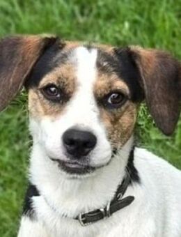 BESSIE sucht Zuhause - Gefrees