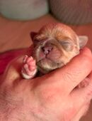 Chihuahua Welpen(reinrassig und typ voll)außergewöhnlich hübsch,Armani(Rüde) in 69198