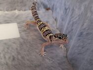 Leopardgecko Männchen - Rühen