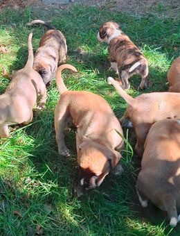 Welpen Mix - Plauen
