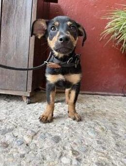 Verspielte Chihuahuamixhündin Lola# - Essen