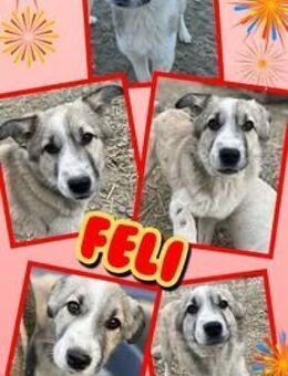 junge Hündin Feli sucht schon soo lange - Nürnberg