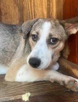 Judy- möchte vertrauen - Kallmünz