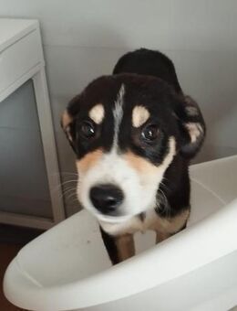 Kira 🍀🍀🍀 liebe fröhliche Hündin - Bad Karlshafen