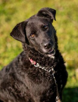 Lexi - schwarze Schönheit sucht Familie - Kallmünz