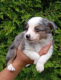 Toy/ Miniature Australian Shepherd Welpen - Wismar