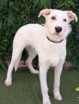 Sandor sein Traum ist ein Zuhause.... - Laatzen